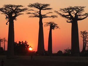 the-majesty avenue of Baobab
