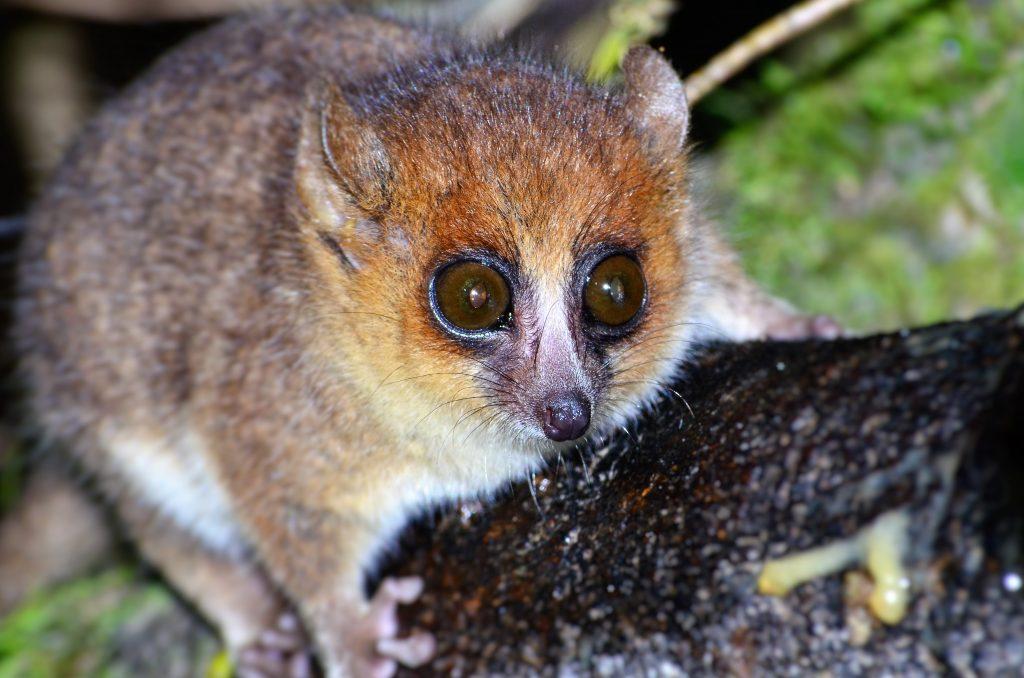 The microcebus lehilahytsara