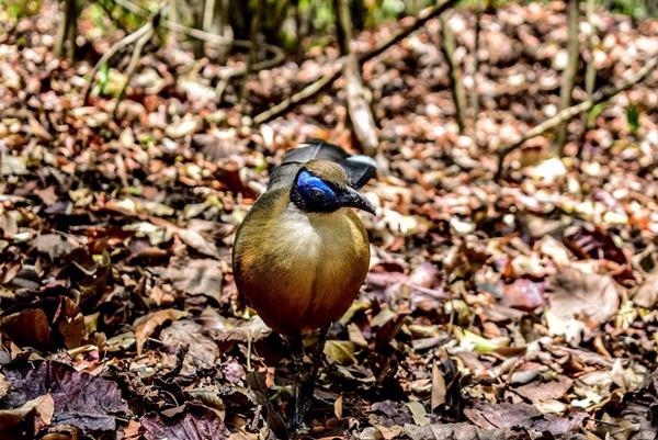 Wilderness bird Madagascar