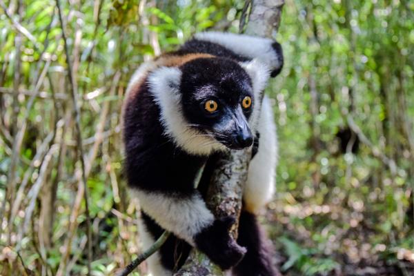 Wilderness Madagascar