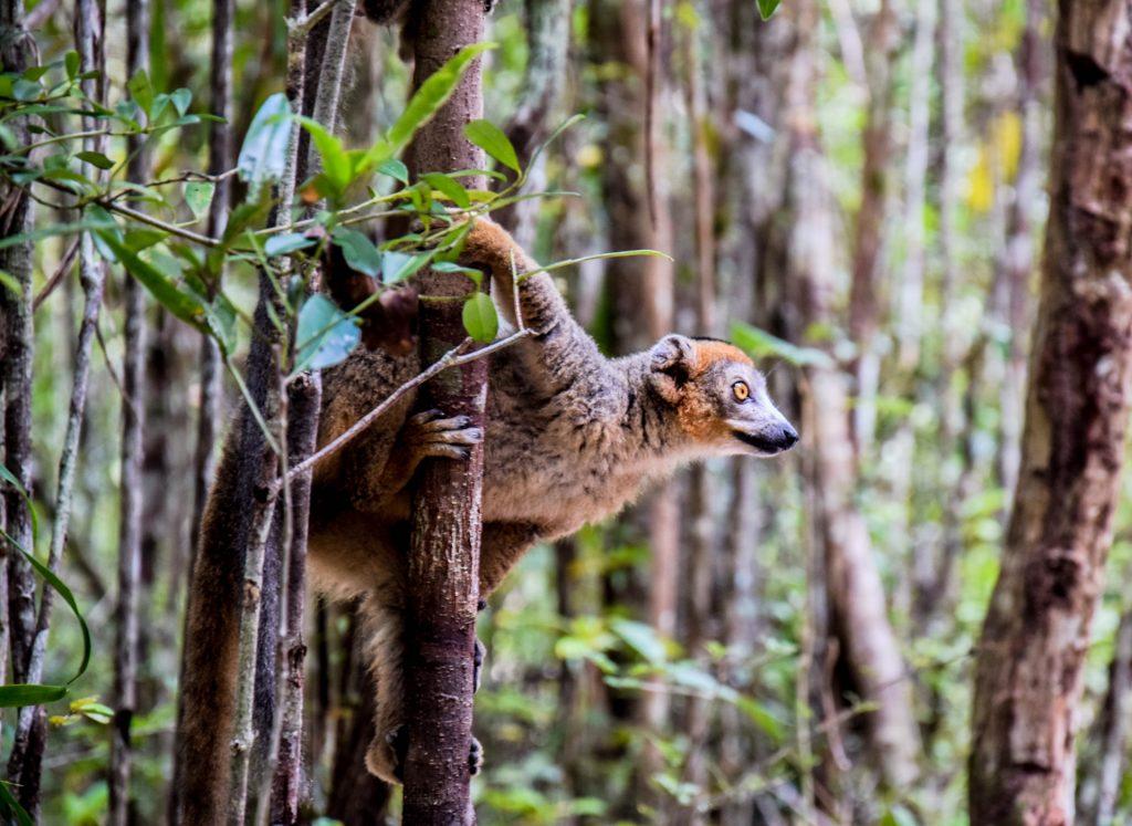 lemurs Madagascar