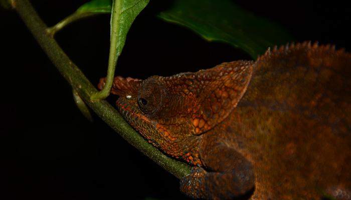Cryptic or blue-legged Chameleon (Calumma crypticum) at night in Ranomafana national park,