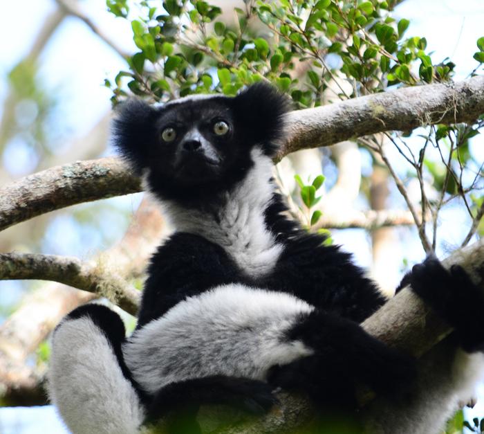 Analamzaotra reserve Andasibe