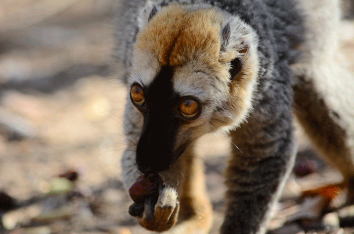 lemurs