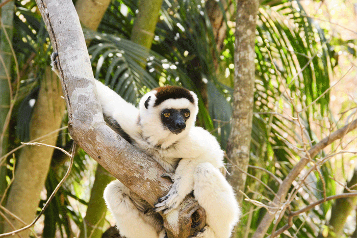 white-lemurs