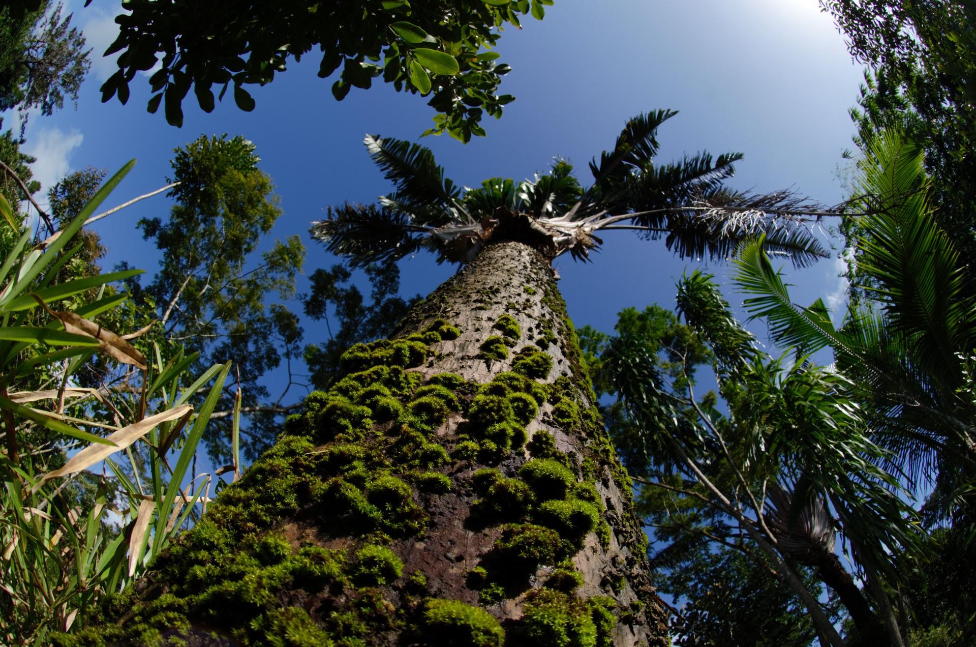 Population of Ravenala madagascariensis called « Ravenala forest ».