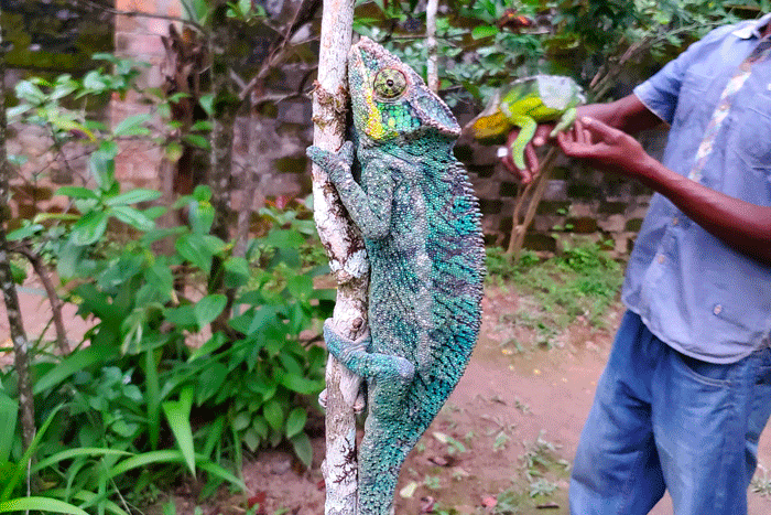 Chameleon