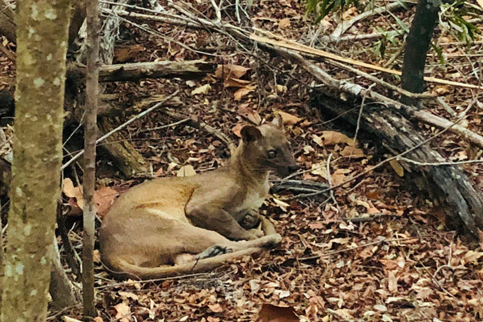 Fossa