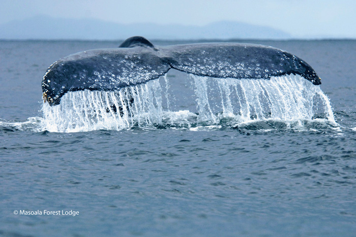 Humpback-whales-3