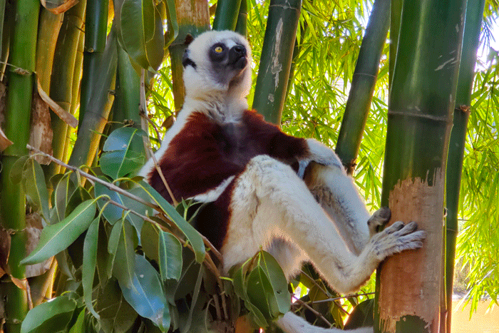 Lemurs Park