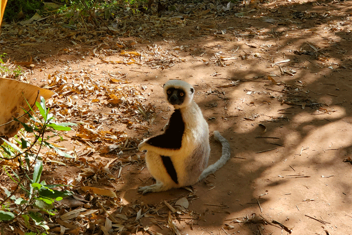 Lemurs