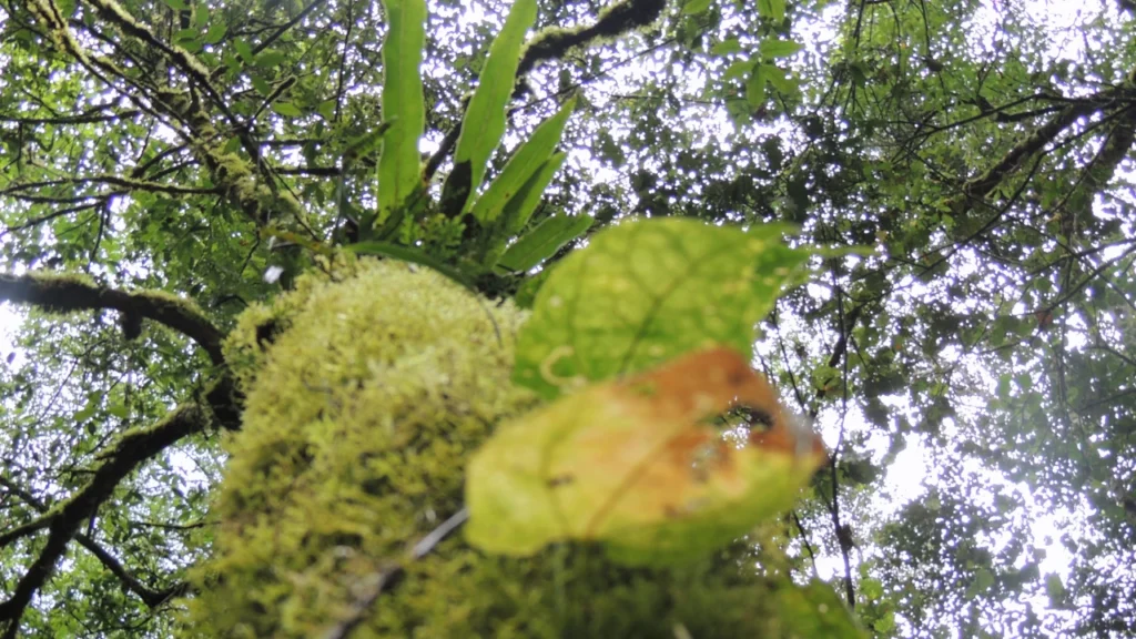 Primary rainforest trail in VOI MMA community reserve Andasibe Madagascar