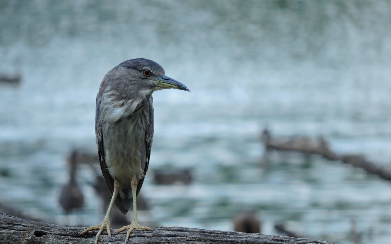 Madagascar’s Endemic Aviary