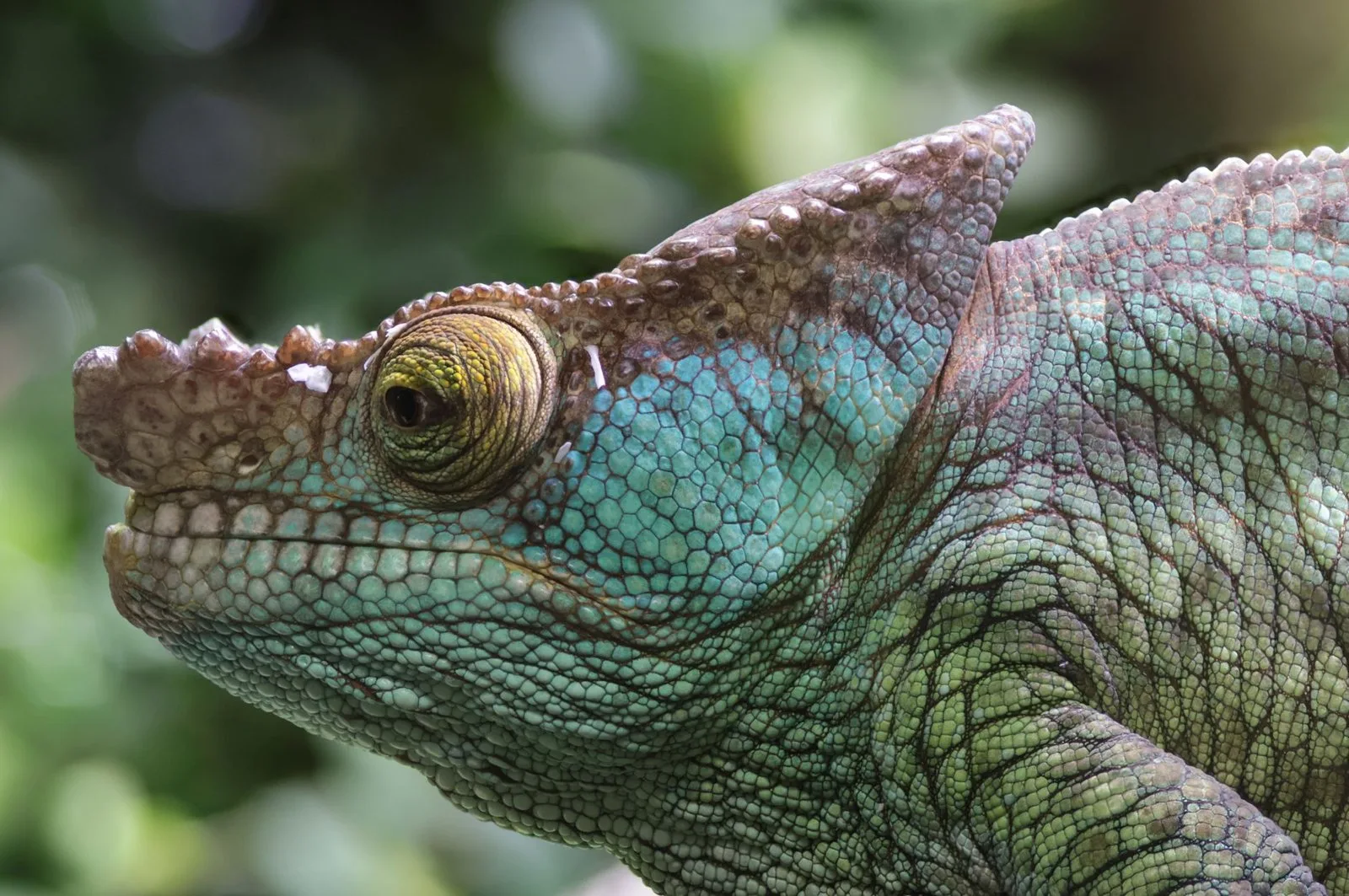 An Evolutionary Story, Told in Scales