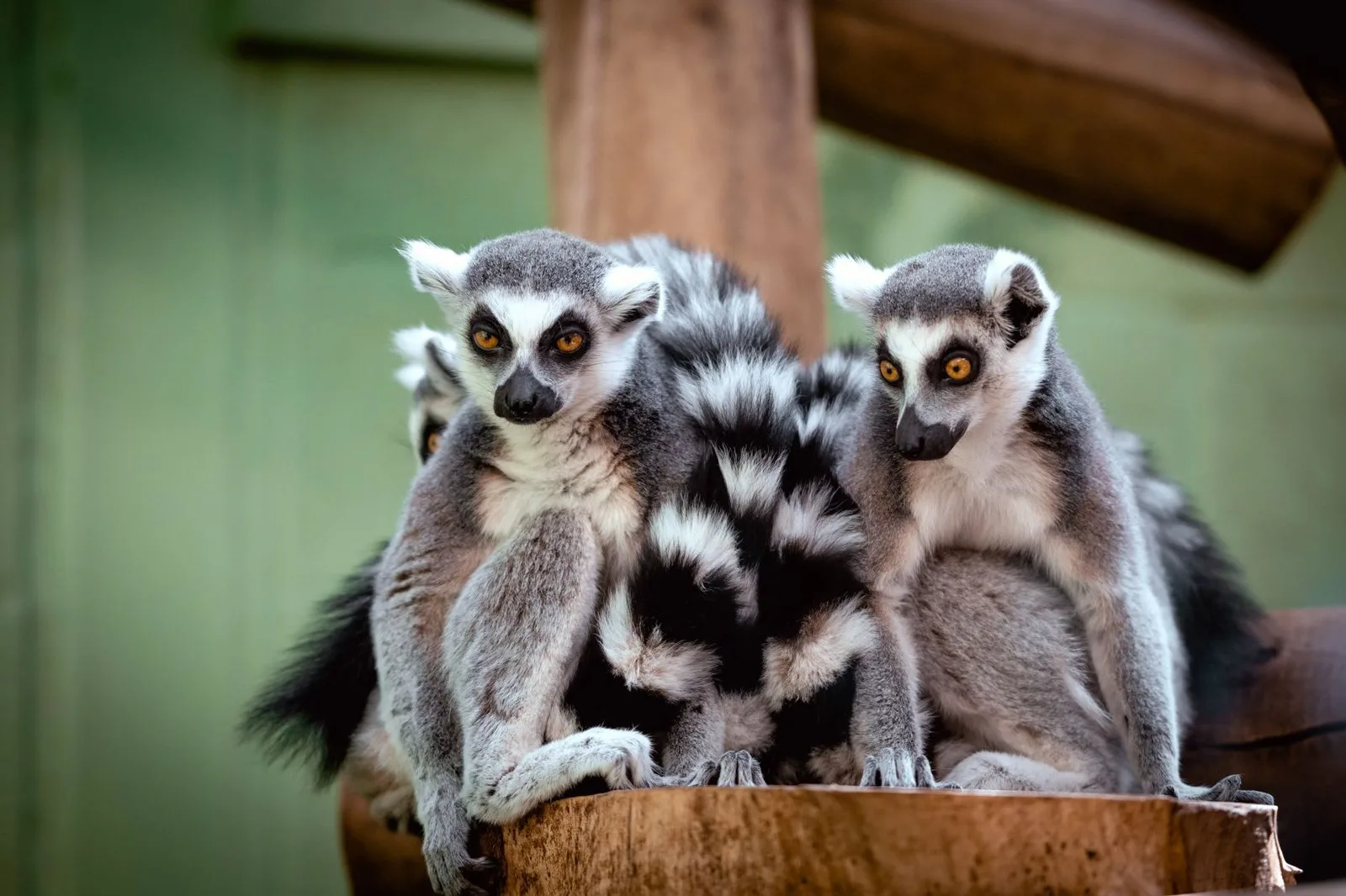 The Same Lemur, Again and Again
